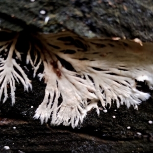 Unidentified Fungus at Kianga, NSW by Teresa