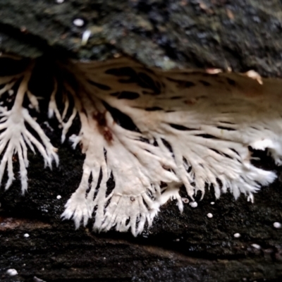 Unidentified Fungus at Kianga, NSW - 29 Apr 2024 by Teresa