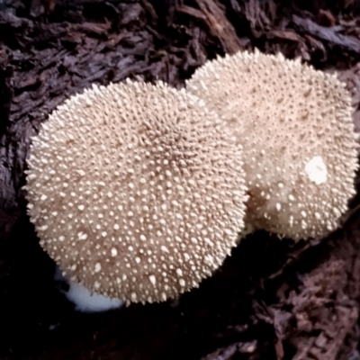 Lycoperdon pyriforme (Stump Puffball) at Bodalla State Forest - 29 Apr 2024 by Teresa