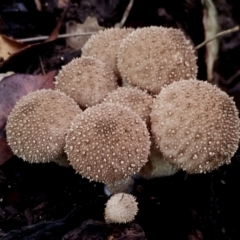 Lycoperdon pyriforme at suppressed - 29 Apr 2024