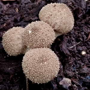 Lycoperdon pyriforme at suppressed - 29 Apr 2024