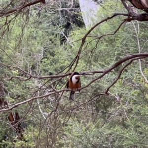 Acanthorhynchus tenuirostris (Eastern Spinebill) at suppressed by JimL