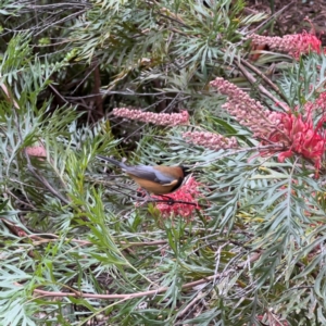 Acanthorhynchus tenuirostris at ANBG - 29 Apr 2024 02:13 PM