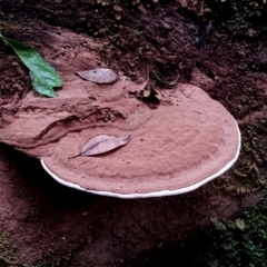 Ganoderma australe at Box Cutting Rainforest Walk - 29 Apr 2024 by Teresa