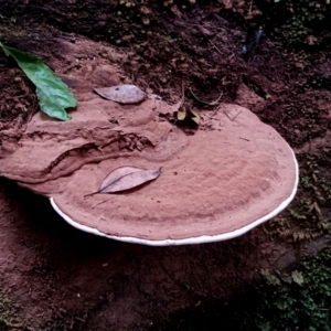 Ganoderma australe at Box Cutting Rainforest Walk - 29 Apr 2024