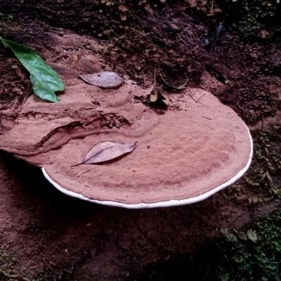 Ganoderma australe at Bodalla State Forest - 29 Apr 2024 by Teresa
