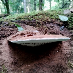 Ganoderma australe at Box Cutting Rainforest Walk - 29 Apr 2024 10:51 AM