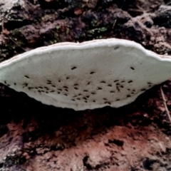 Ganoderma australe at Box Cutting Rainforest Walk - 29 Apr 2024 10:51 AM