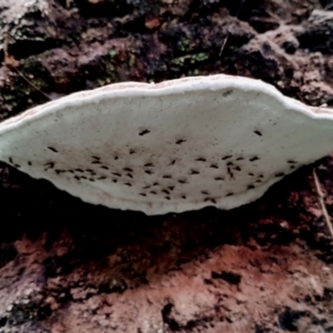 Ganoderma australe at Box Cutting Rainforest Walk - 29 Apr 2024 10:51 AM