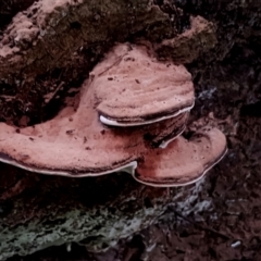 Ganoderma australe at Box Cutting Rainforest Walk - 29 Apr 2024