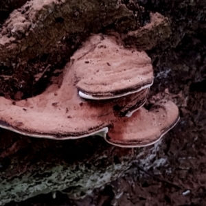 Ganoderma australe at Box Cutting Rainforest Walk - 29 Apr 2024 10:51 AM