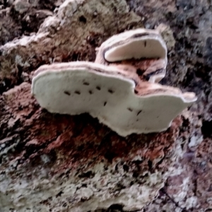 Ganoderma australe at Box Cutting Rainforest Walk - 29 Apr 2024