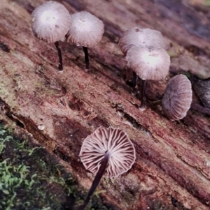 Marasmius sp. at Box Cutting Rainforest Walk - 29 Apr 2024 11:05 AM