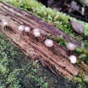 Marasmius sp. at Box Cutting Rainforest Walk - 29 Apr 2024 11:05 AM