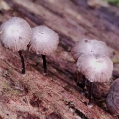 Marasmius sp. at Box Cutting Rainforest Walk - 29 Apr 2024 11:05 AM