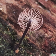 Marasmius sp. at Box Cutting Rainforest Walk - 29 Apr 2024 11:05 AM