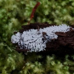 Ceratiomyxa fruticulosa (Coral Slime) at Kianga, NSW - 29 Apr 2024 by Teresa