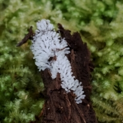 Ceratiomyxa fruticulosa at Box Cutting Rainforest Walk - 29 Apr 2024