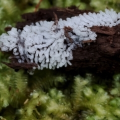 Ceratiomyxa fruticulosa at Box Cutting Rainforest Walk - 29 Apr 2024