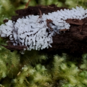 Ceratiomyxa fruticulosa at Box Cutting Rainforest Walk - 29 Apr 2024