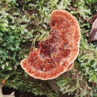 Unidentified Pored or somewhat maze-like on underside [bracket polypores] at Kianga, NSW - 29 Apr 2024 by Teresa