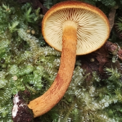 Unidentified Cap on a stem; gills below cap [mushrooms or mushroom-like] at Kianga, NSW - 29 Apr 2024 by Teresa