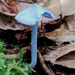 Entoloma virescens (Sky-blue Pinkgill) at Bodalla State Forest - 29 Apr 2024 by Teresa