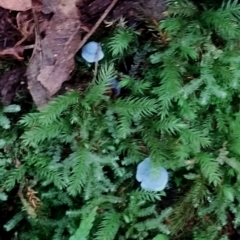 Entoloma virescens at Box Cutting Rainforest Walk - 29 Apr 2024