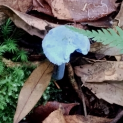 Entoloma virescens at Box Cutting Rainforest Walk - 29 Apr 2024