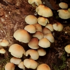 Unidentified Cap on a stem; gills below cap [mushrooms or mushroom-like] at Kianga, NSW - 29 Apr 2024 by Teresa