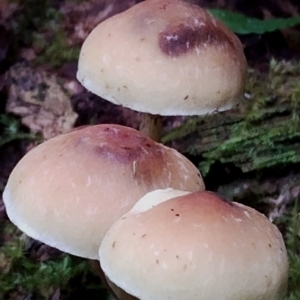 Hypholoma sp. at Box Cutting Rainforest Walk - 29 Apr 2024