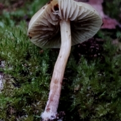 Hypholoma sp. at Box Cutting Rainforest Walk - 29 Apr 2024