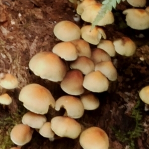 Hypholoma sp. at Box Cutting Rainforest Walk - 29 Apr 2024 11:29 AM