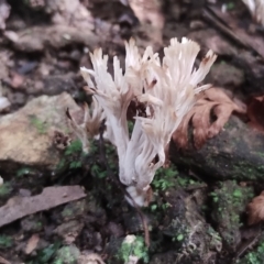 Unidentified Coralloid fungus, markedly branched at Kianga, NSW - 29 Apr 2024 by Teresa