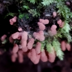 Arcyria denudata at Bodalla State Forest - 29 Apr 2024 by Teresa