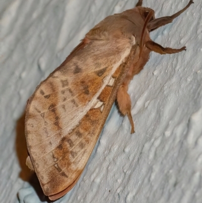 Oxycanus dirempta (Variable Oxycanus) at Googong, NSW - 26 Apr 2024 by WHall