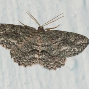 Unidentified Geometer moth (Geometridae) at suppressed by WHall