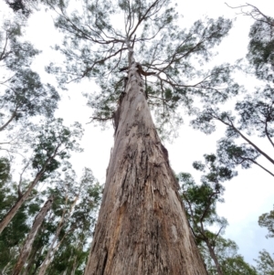 Eucalyptus bosistoana at Eden, NSW - 29 Apr 2024