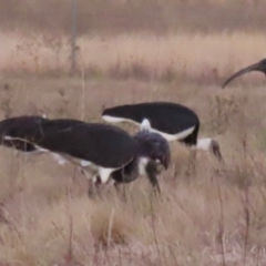 Threskiornis spinicollis (Straw-necked Ibis) at Symonston, ACT - 28 Apr 2024 by RobParnell