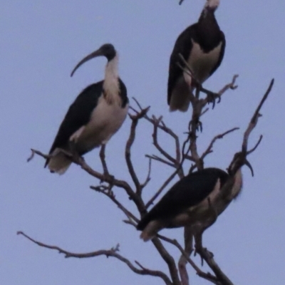 Threskiornis spinicollis (Straw-necked Ibis) at Symonston, ACT - 28 Apr 2024 by RobParnell