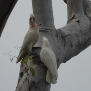 Cacatua tenuirostris at Mount Stuart, QLD - 28 Apr 2024 08:32 AM