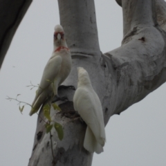 Cacatua tenuirostris (Long-billed Corella) at suppressed - 27 Apr 2024 by TerryS