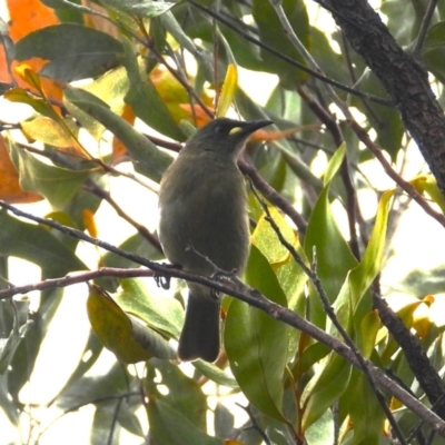 Stomiopera unicolor (White-gaped Honeyeater) at Kelso, QLD - 28 Apr 2024 by TerryS