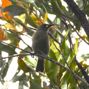 Stomiopera unicolor (White-gaped Honeyeater) at Kelso, QLD by TerryS