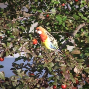 Platycercus eximius (Eastern Rosella) at Higgins, ACT by AlisonMilton