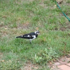 Grallina cyanoleuca (Magpie-lark) at Higgins, ACT - 18 Mar 2006 by AlisonMilton