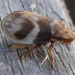 Bathyllus albicinctus at Freshwater Creek, VIC - 20 Nov 2023 by WendyEM