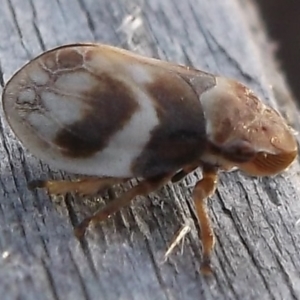 Bathyllus albicinctus at WendyM's farm at Freshwater Ck. - 20 Nov 2023 07:39 PM