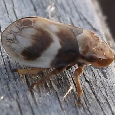 Unidentified Leafhopper or planthopper (Hemiptera, several families) at Freshwater Creek, VIC - 20 Nov 2023 by WendyEM