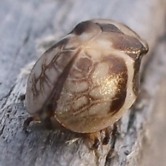 Bathyllus albicinctus at WendyM's farm at Freshwater Ck. - 20 Nov 2023 07:39 PM